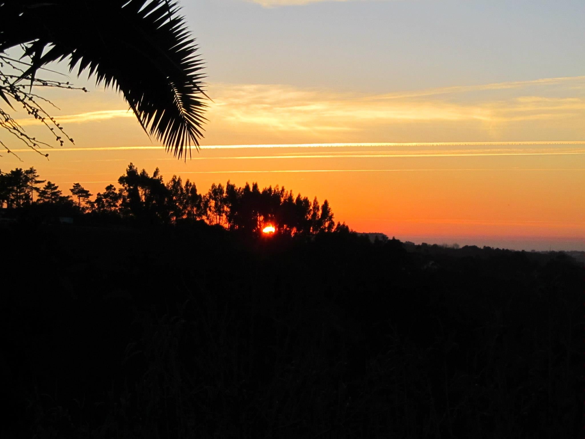 471059_236661783128311_513118012_o